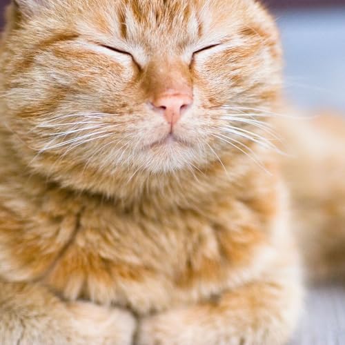 Page de couverture de Vieillissement du chat : les premiers signes physiques à surveiller