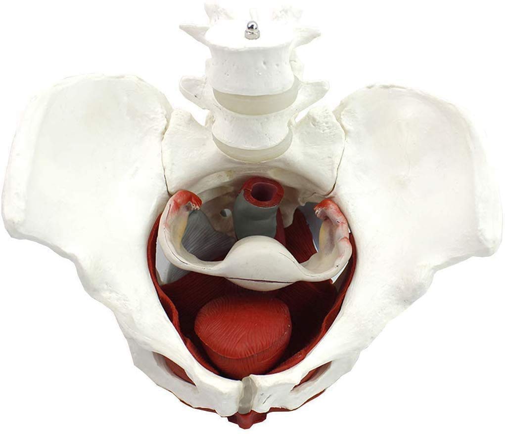 Tryb Nauczania Anatomii Miednicy Kobiecej W Medycynie: Anatomia Dna Miednicy Usuwalnych Narządów Pod Kością Łonową, Obecnie Model Mięśni