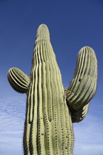 Pacchetto semi: 100 Saguaro Semi ~ 380mg Confezione Carnegia gigan Southwest Cactus:Seeds Only