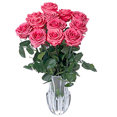 Eternity Real Preserved Never Dying Eternal Rose Bouquet Flores Rosas Naturales Preservadas 12pcs Fuchsia