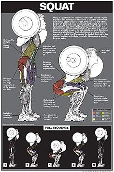 Fitnus Chart Series Squat Workout Laminated Poster
