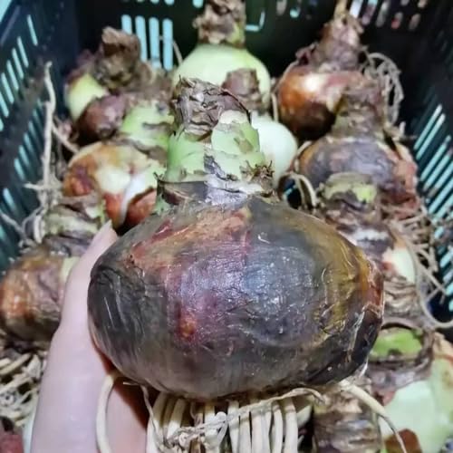 Amaryllis zwiebeln,Elegantes Aussehen, seltene Pflanzen,Heimdekoration, einfach zu züchten – Bild 3