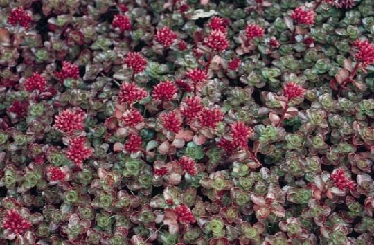 3 Dragons Blood Sedum in 4 inch containers product thumbnail 4