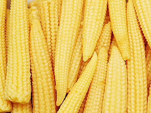Biocarve Seeds Baby Corn | Pack Of 1| 50 Seeds (B09BN943W5) Amazon Price History, Amazon Price Tracker