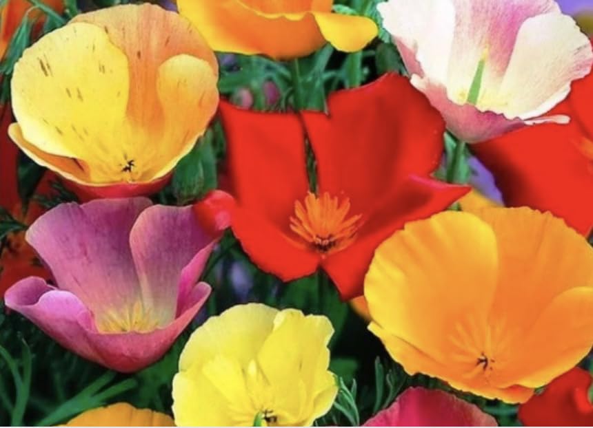 California Poppy Mix Seeds – Eschscholzia Californica – Annual Wildflower – Easy to Grow – UK Garden Seeds 25g