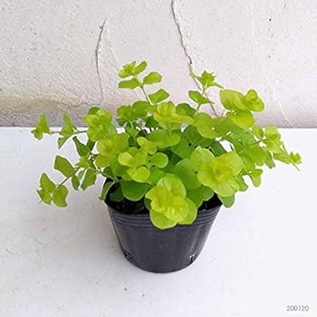 リシマキア　ご予約専用 リシマキア ヌンムラリア オーレア3-3.5号ポット 12株セット の