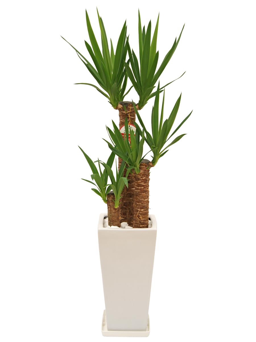 Amazon｜観葉植物 ユッカ7号 高陶器鉢 角 白 生産農家 青年の木 鉢付き
