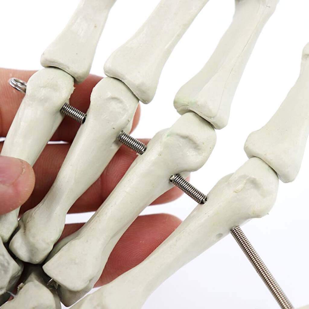 Modello anatomico Medico della Mano di Dimensioni della Vita - Assistenza Medica della Mano Umana per l'insegnamento per l'attrezzatura Medica, Laboratorio