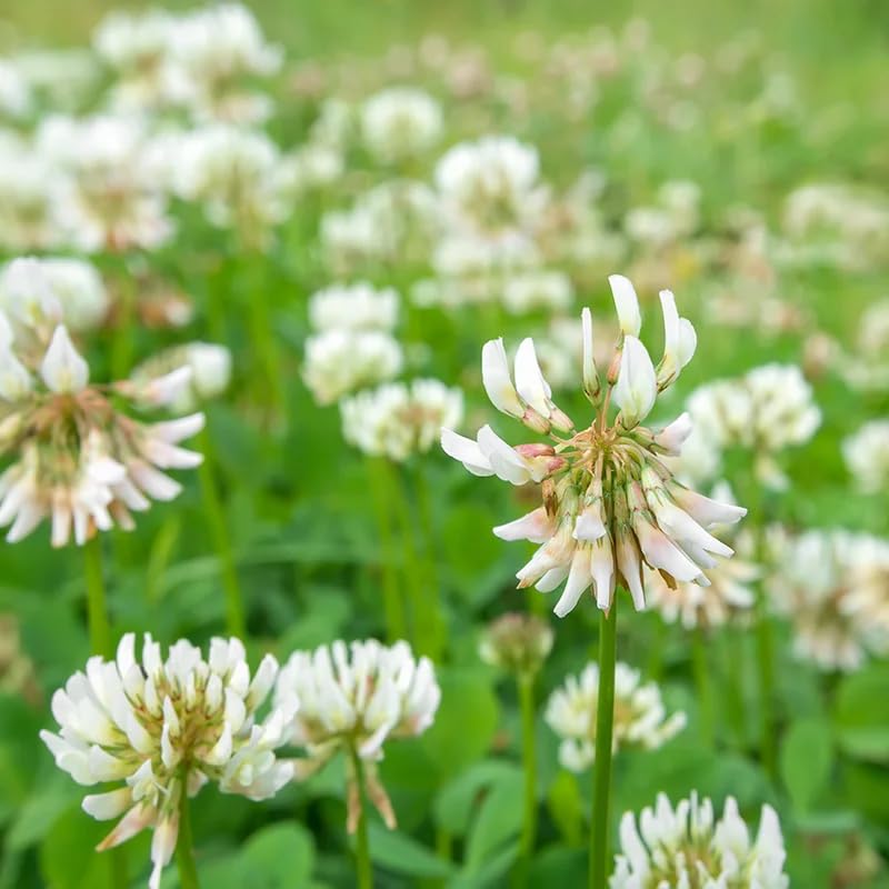 Perennial White Dutch Clover Seed - 1.1 lbs. Dutch Lawn White