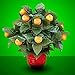 Stage Magic Tricks 15 Blooming Oranges - Remote Control