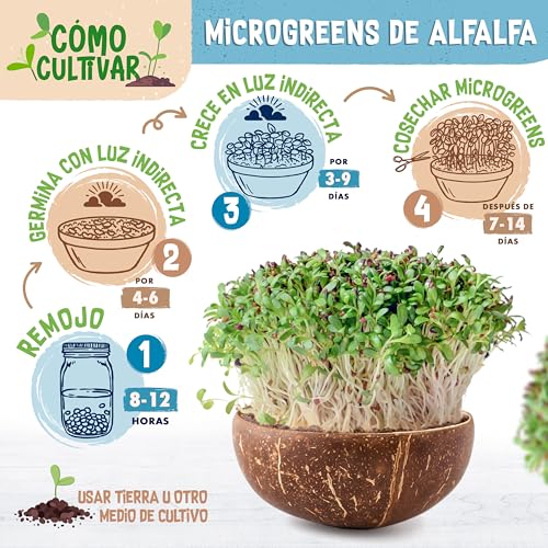 Miniatura 7 de Zengreens Semillas De Alfalfa Eco - 200g O 500g