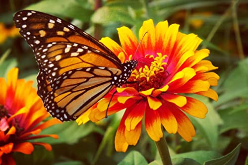 Pickako Spring Summer Butterfly And Flowers Daisy Garden 3X5 Foot Flag, Double Stitched 3 X 5 Ft Flags With Brass Grommets For Home House Outdoor Indoor Decor #TOP9