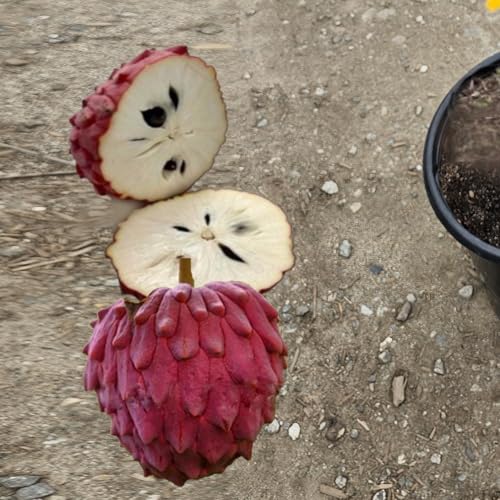 Live Grafted Atemoya Fruit Tree, Mature Tropical Plant with Red Fruits, Potted, Pre-Producing 2-3FT Tall 5 Gallon Potted