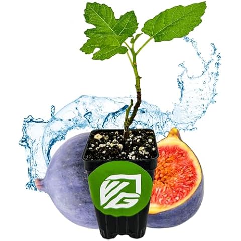 Wellspring Gardens LSU Purple Fig Cover