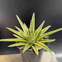 Amazon｜多肉植物 ：アガベ 笹の雪錦 黄覆輪*L｜観葉植物
