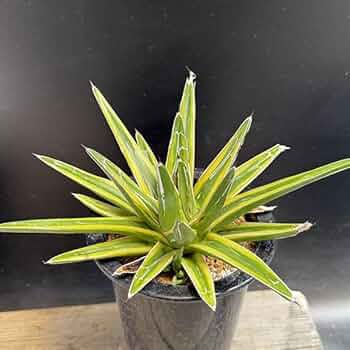 M*0様 多肉植物・アガベ•笹の雪の黄覆輪•輝山・美しい斑入り　大株 Amazon｜多肉植物 ：アガベ 笹の雪錦 黄覆輪*L｜観葉植物