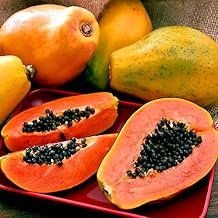 20 Seeds Hawaiian Solo Sunrise Papaya Tree | Carica Papaya Seeds Fruit Plant