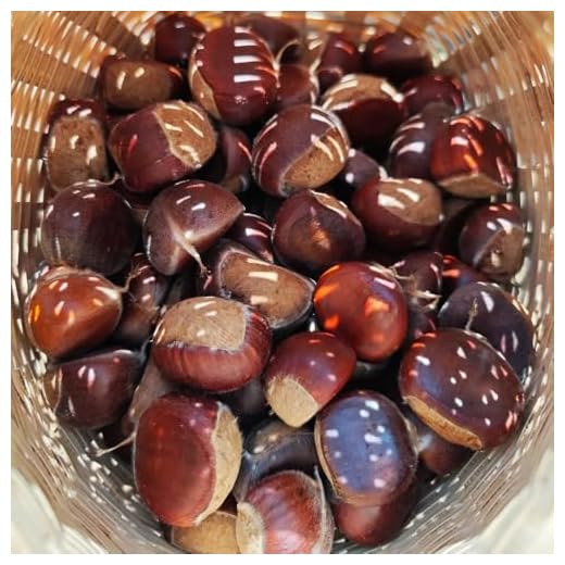 semillas de castaño - castaño - castaño de interior reales de castaño Comprar, mini jardín, resistentes para el jardín, 3pcs