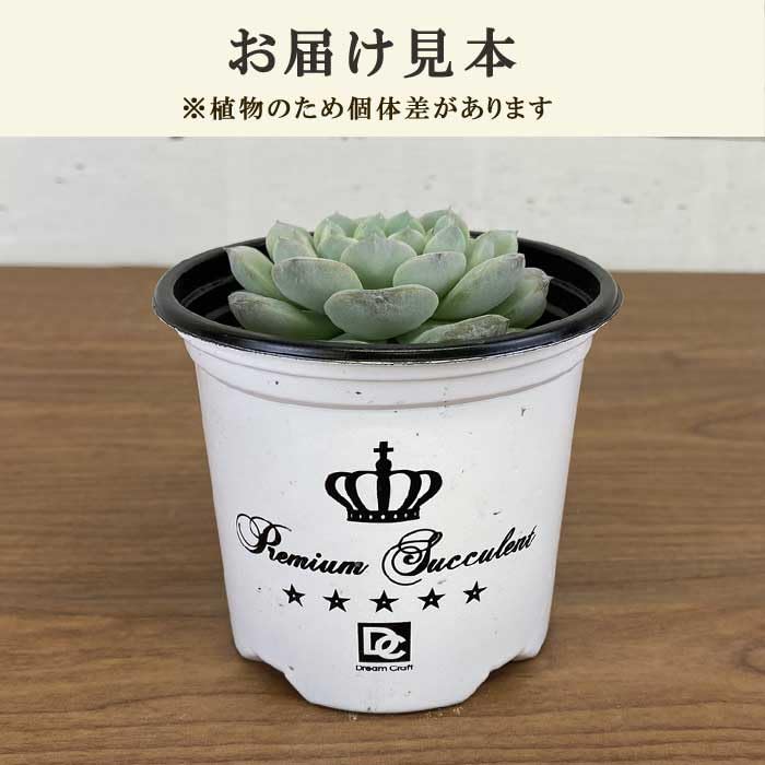 Amazon｜多肉植物 エケベリア アメージンググレイス 9cm ポット