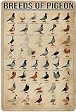 Metallschilder „Taubenrassen, Taubenbildung, Enzyklopädie, Wissensposter, Metallschild für Zuhause, Küche, Bar, Café, Club, Höhle, Wanddekoration, 30,5 x 40,6 cm