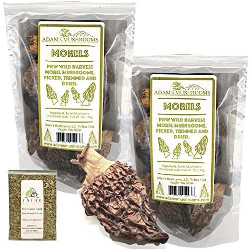 Adam's Mushrooms, Pacific Northwest Wild Morel Mushrooms (Morechella Elata), "Wild Harvest", Dried Mushrooms For Cooking, Picked & Trimmed 0.5 Oz (Pack Of 2)+Includes-Free Rhino Fine Foods Basil.071Oz #TOP15