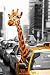 (24x36) New York City - Safari Giraffe Animal Poster