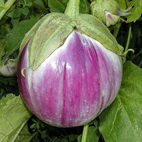 Approx 300 Seeds of Vegetable Aubergine Bianca de Rosa Italian Eggplant