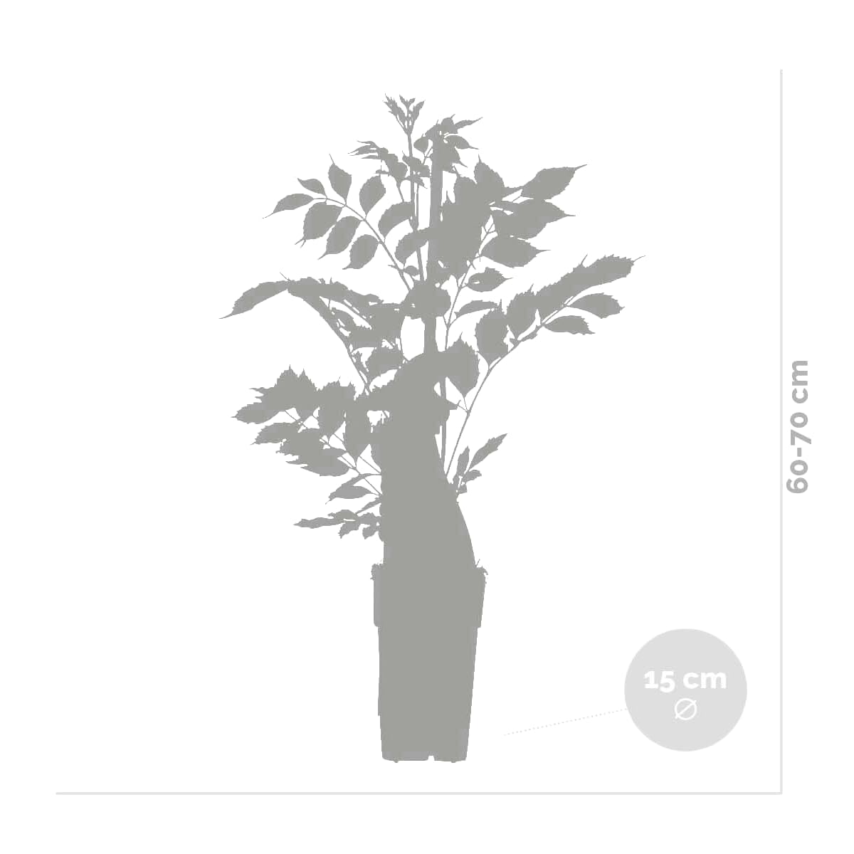 Bloomique - Wisteria Sinensis Prolific - Blauregen Kletterpflanze - Blau - Kletterpflanzen - Gartenpflanzen - Winterhart - Höhe 50-70 cm - Topf 15 cm