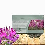 Outsidepride Violet Cleome Seeds - 1000 Pcs Annual Flower Seeds with Large, Airy, Spidery Blooms, Drought Tolerant Spider Plant for Xeriscaping, Flower Bed, Border, Pollinator, & Cut Flower Garden