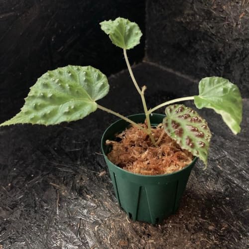 Begonia sp. "kapuas hulu" �x�S�j�A �J�v�A�X�t��