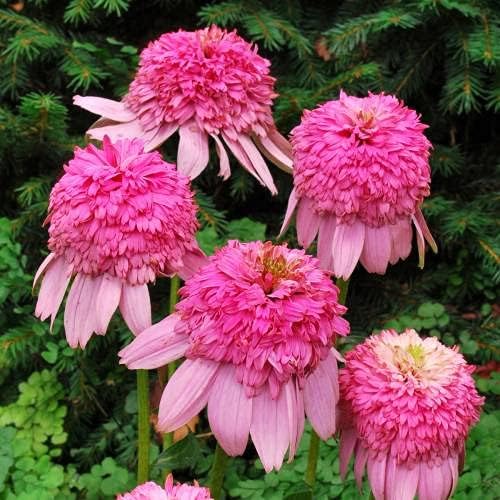 5 semi di Fiori di Echinacea”Secret Passion”