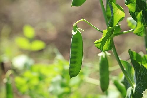 Miniatura 4 de Oregon Sugar Pod II - Semillas de guisante de nieve para plantar, más de 50 semillas tradicionales por paquete, semillas de jardín de Isla (semillas