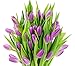 Farm2Door: 30 Purple Tulips Fresh from Holland - Farm Direct Wholesale Fresh Flowers