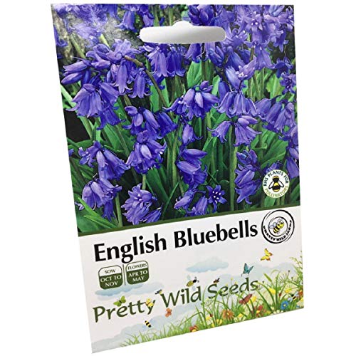 Bluebell - Hyacinthoides Non-scripta - Native English Seeds.- 200 Bluebell Seeds