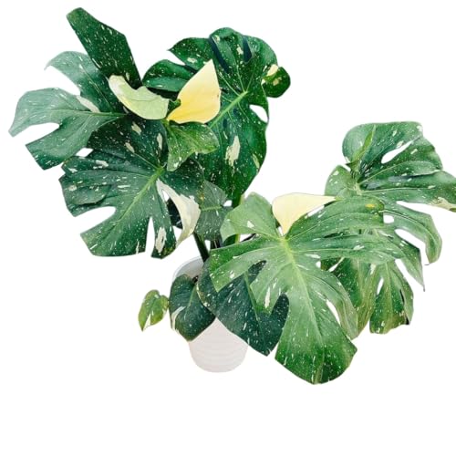 観葉植物 希少 斑」の人気商品一覧 | 安い商品を通販サイトから探す