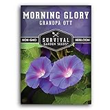 Grandpa OTT Morning Glory Seeds for Planting - Plant & Grow Ipomoea Purpurea in Your Home Vegetable Garden - Non-GMO Heirloom Variety - Survival Garden Seeds (1 Pack)