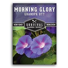 Grandpa OTT Morning Glory Seeds for Planting