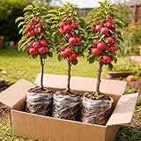 Crabapple Tree Saplings β 3 Live Crab Apple Trees for Planting, Cold Hardy Fruit Tree Starts for Backyard Orchard, Garden & Container Growing