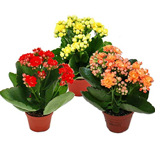 Exotenherz - Mini-Kalanchoe \"Rosalina\" - Set mit 3 versch. Pflanzen - Flammendes Käthchen - 5,5cm Topf Exotenherz - Mini-Kalanchoe \"Rosalina\" - Set mit 3 versch. Pflanzen - Flammendes Käthchen - 5,5cm Topf