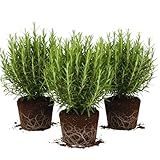 Set 3 Rosemary Plants Live, Blue Rosemary Live Plants, 3 to 5 Inc in Height