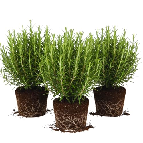 Set 3 Rosemary Plants Live, Blue Rosemary Live Plants, 3 to 5 Inc in Height