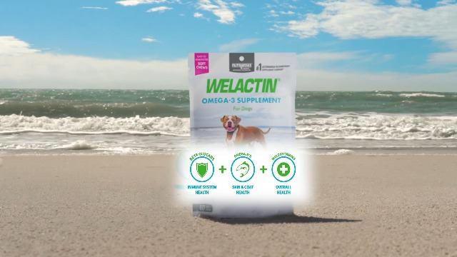 Nutramax Welactin Omega Welactin Capsules For Dogs Welactin Canine