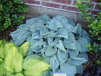 Perennial Dikes 1 x Hosta Plantaginea 'Fragrant Blue' in 1 Liter Pot (Perennial/Winterhardy/Ground Cover/Perennial) Blue Fragrance Funkie Heart Leaf Lily - Blue Shimmer Meets Fragrant Flowers