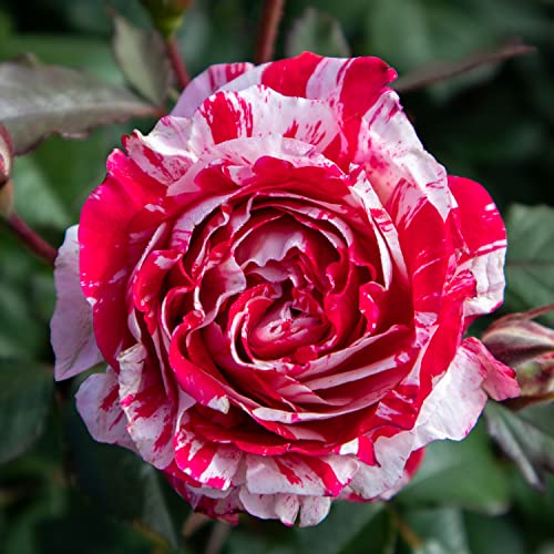 Scentimental®, rosaio vivo Rose Barni®, rosa