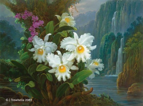 Floral Art Greeting Card - Blank - Cattleya Queen Sirikit Orchids