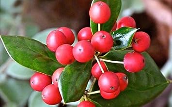 Dwarf Burford Holly