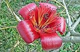 Bombax ceiba | Red Silk Cotton Tree | Kapok | 10_Seeds