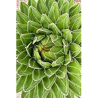 サンキング　笹の雪　アガベ　ヴィクトリアレジーナ　多肉植物 アガベ ビクトリアレジーナ 笹の雪 | STELLA.PLANTS