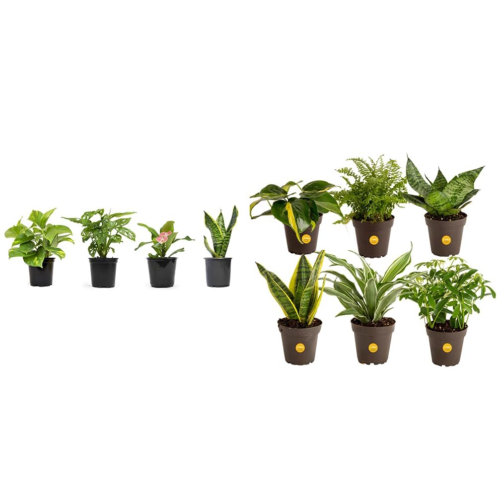 pothos plant fake Artificial Pothos Plant main image 1