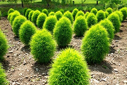 Image of Kochia Hybrid Seeds Flower | Kochia Green Color Hybrid Flower Seeds For Summer Season pack of 50 seeds